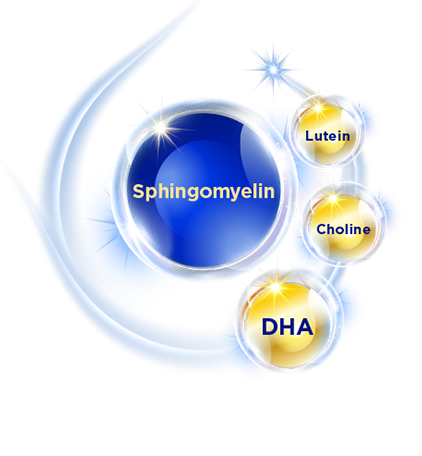 sphingomyelin 